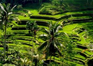 rice-terrace-in-ubud-luscious green.jpg